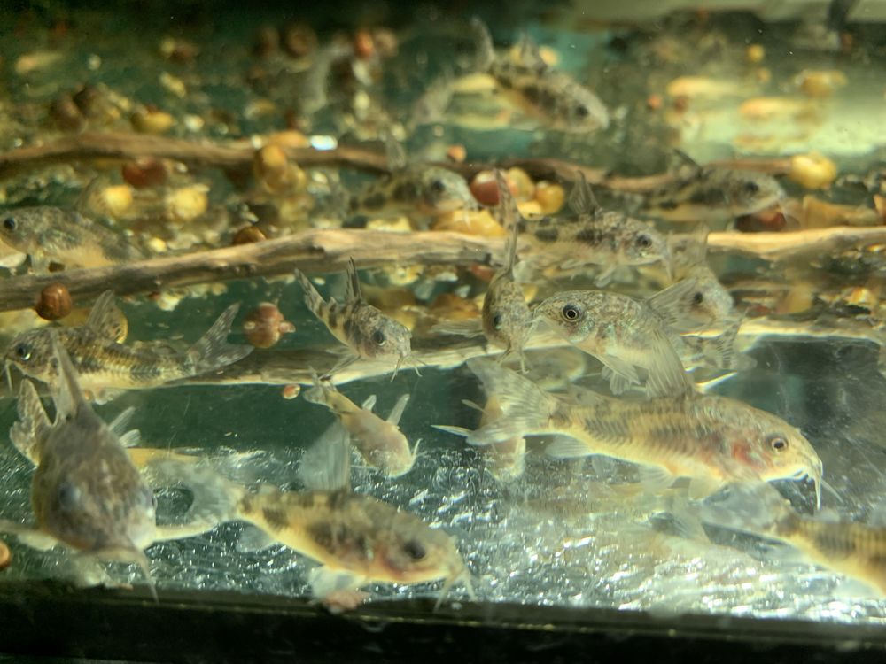 Рыбки собственого разведения от 10-45 грн
