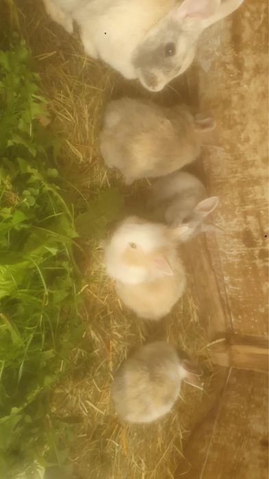 Króliki miniaturki na sprzedaz