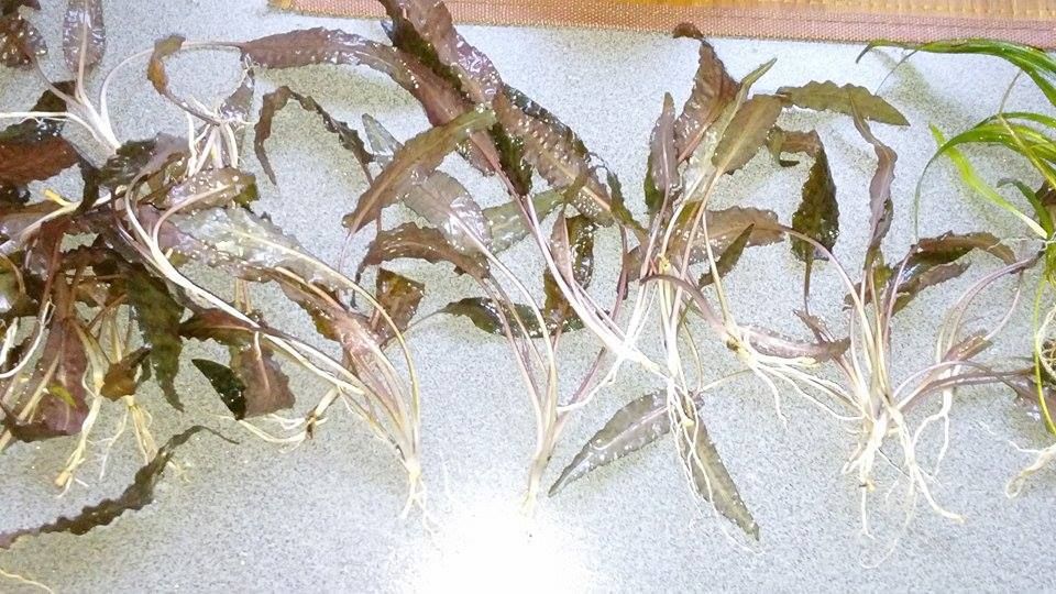 Cryptocoryne brown