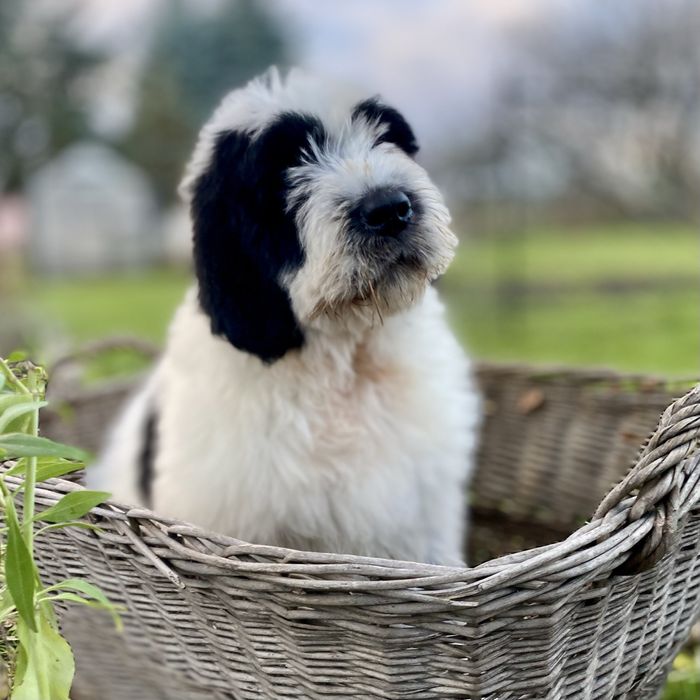 Szczeniak Owczarek Rumuński Mioritic. Hodowla FCI - Felix Pastor.