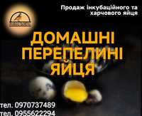 Перепелині Інкубаційні та харчові яйця