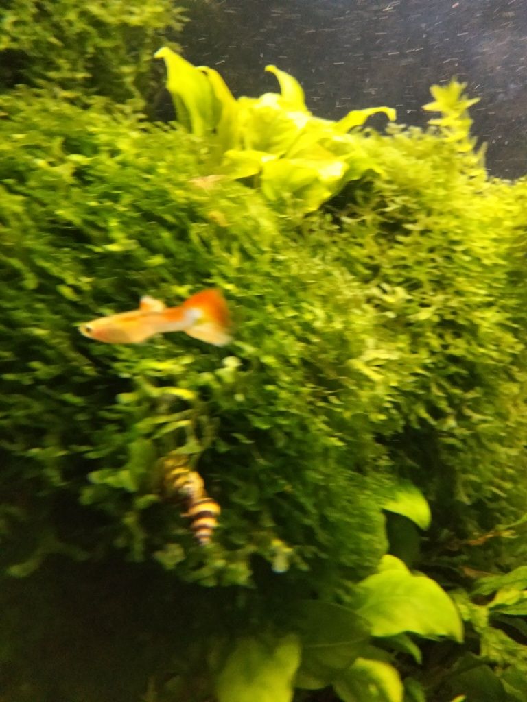Alevins de guppys