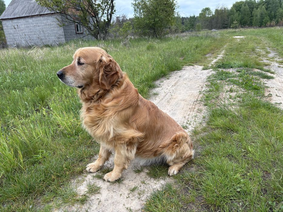 Золотистий Ретривер для вязки