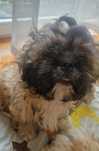 Piesek Shih-tzu  .