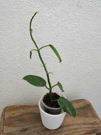 Planta Hoya ruthie
