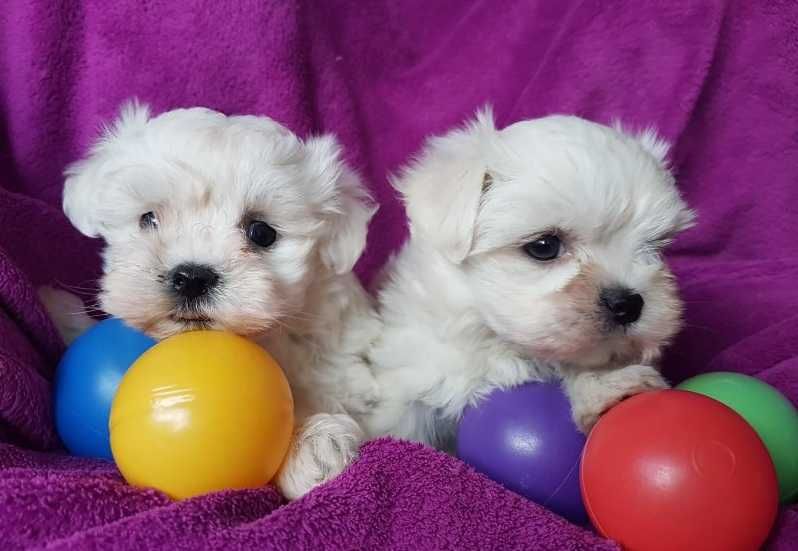 Uroczy maltańczyk piesek chłopiec Rodowód