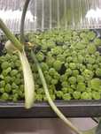 Plantas flutuantes pack de 20