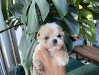 Maltipoo piesek maltańczyk pudel