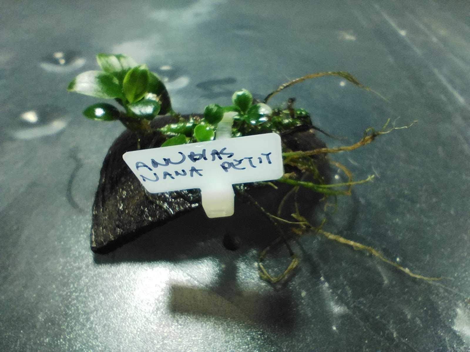 Anubias Nana Petit