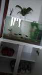 Vendo aquario extra claro