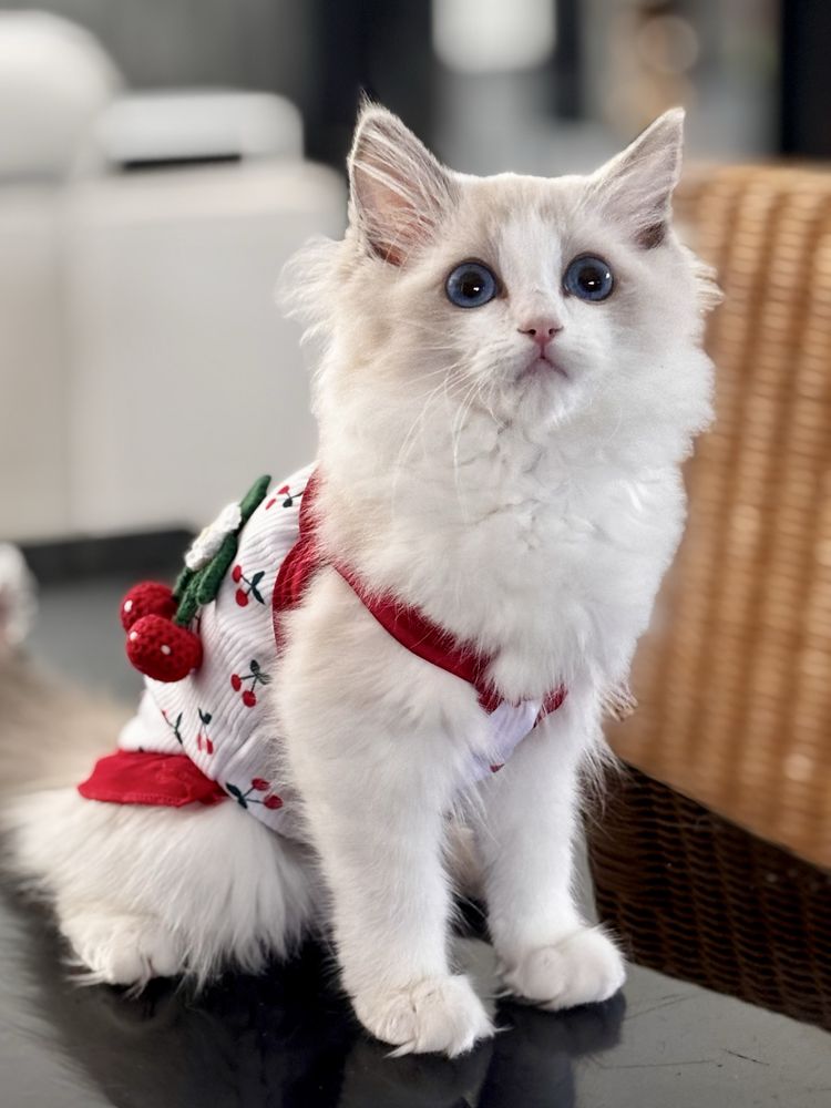 Koteczka  Ragdoll - blue bicolor