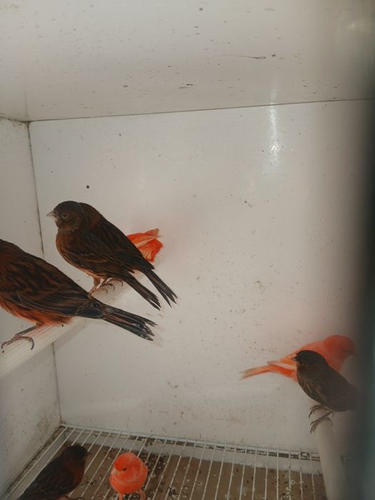 Canários de Cor 639J