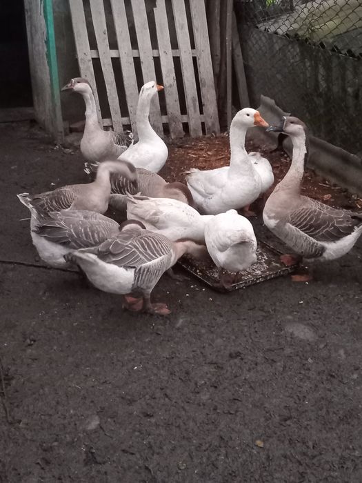 Продаються молоді гуси