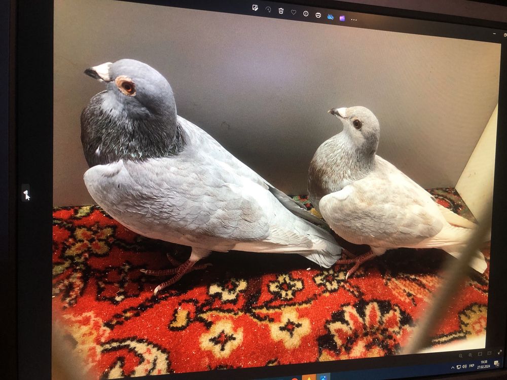 Поштові голуби