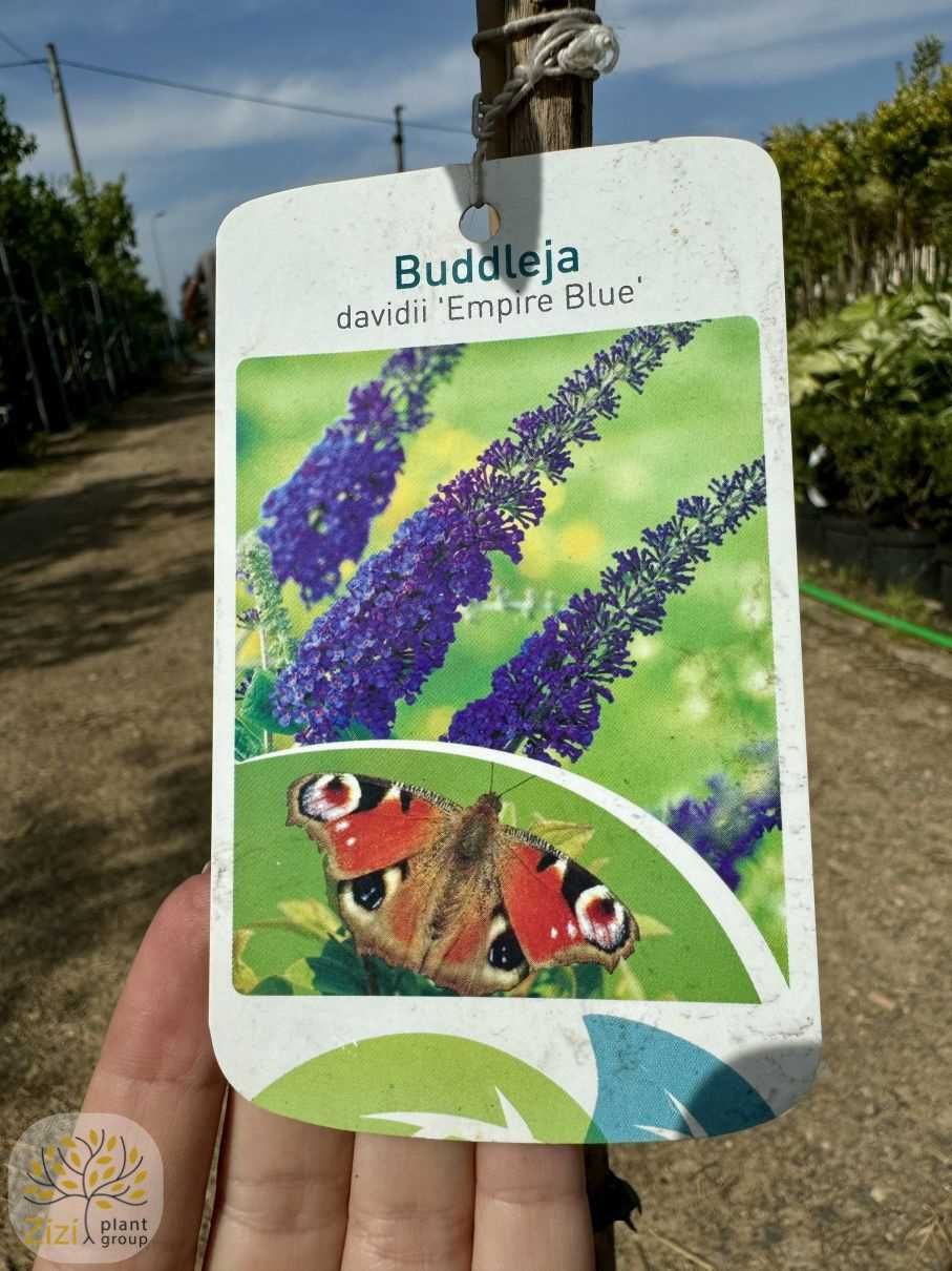 Buddleja davidii Black Knight 40-60cm, Empire Blue pień 60cm, budleja