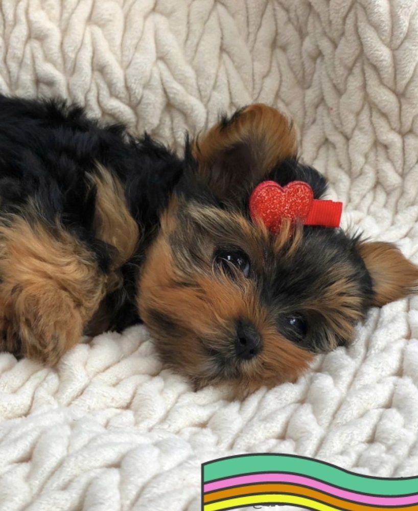 Yorkshire terrier FÊMEA