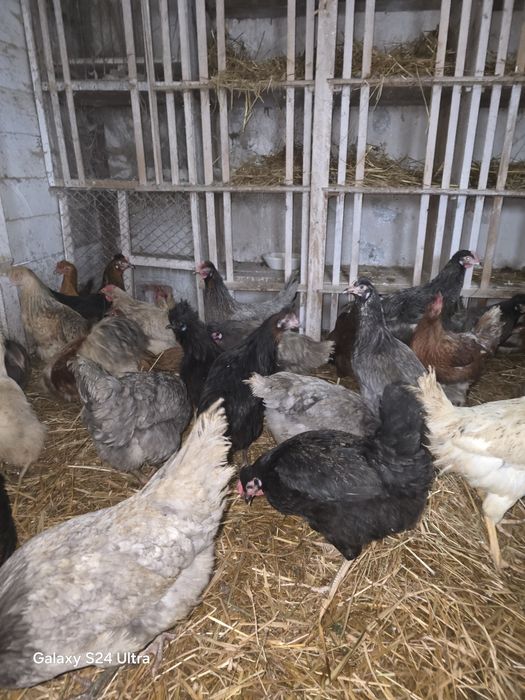 Kury nioski i gren shell