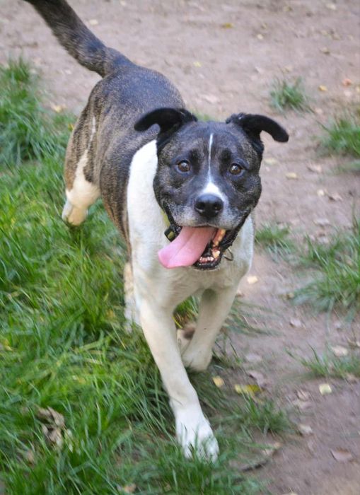 Oddam za darmo, do adopcji- super pan Łata szuka domu