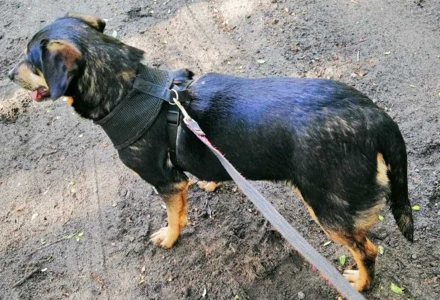 Nieduża (8kg), SPOKOJNA, delikatna Balbina -możliwy dowóz