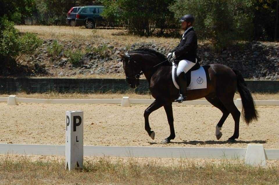 Trabalho e ensino de cavalos