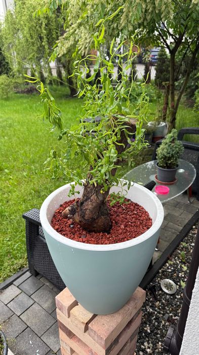 Grys ceglany, do doniczek, rabat, zamiast kory lub keramzytu