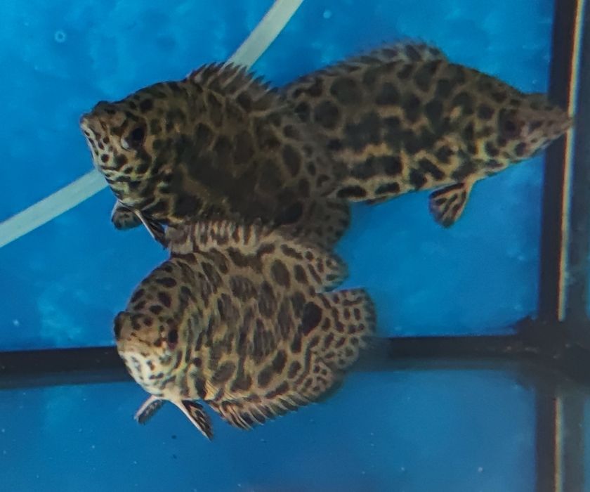 Buszowiec ostropyski Aquafizz Creative