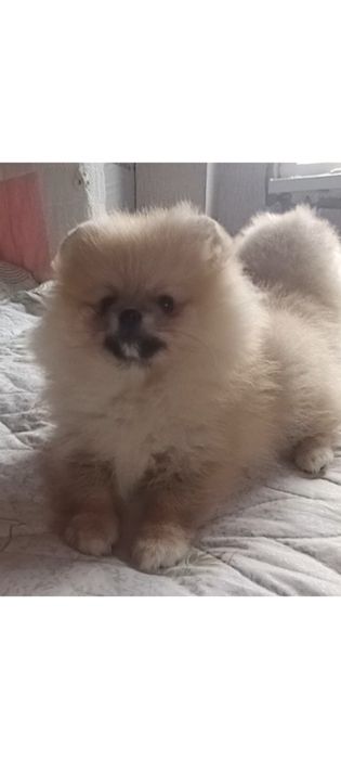 Продам шикарну дівчінку шпіца