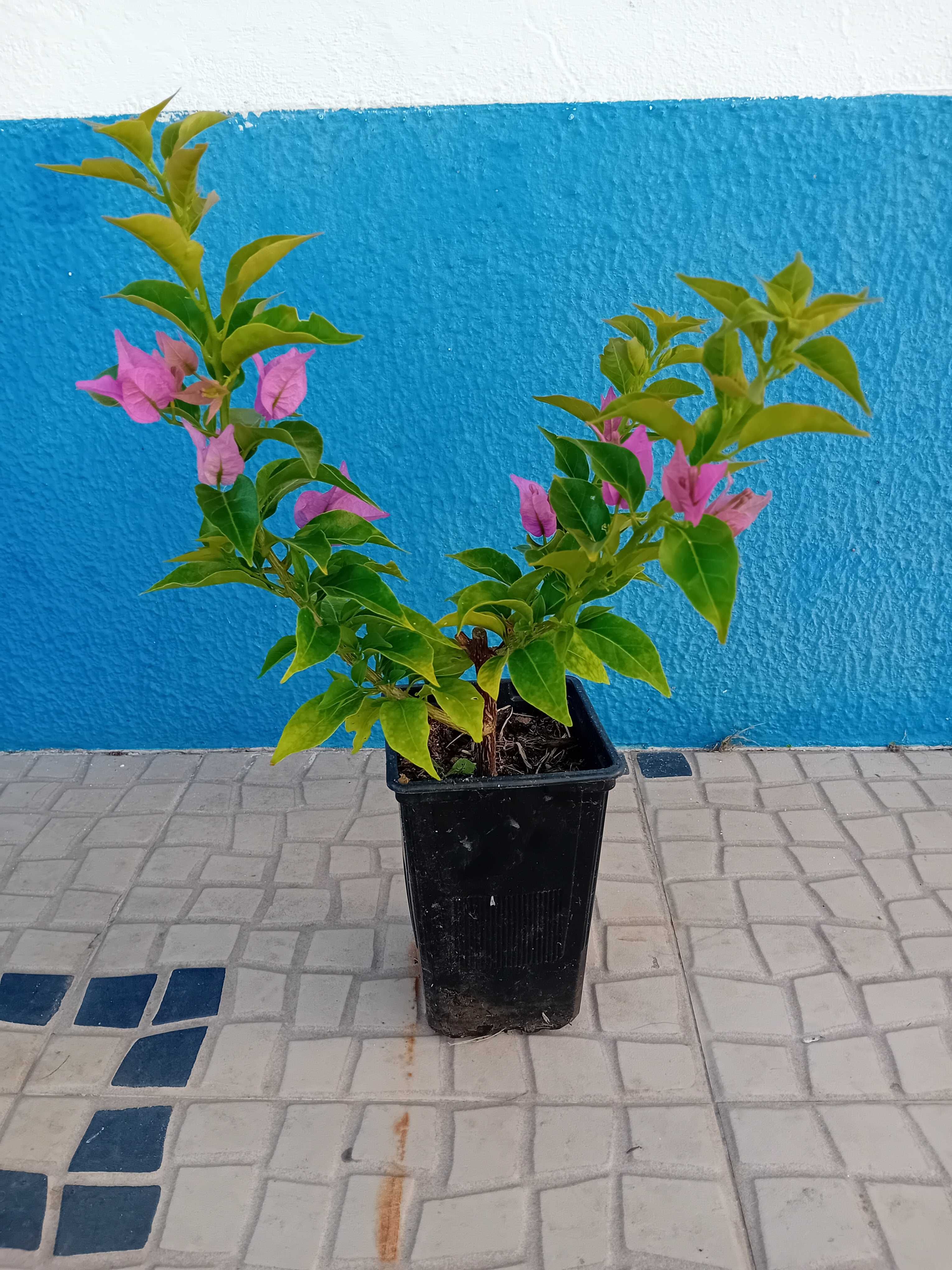Buganvilia cor de rosa claro ou escuro