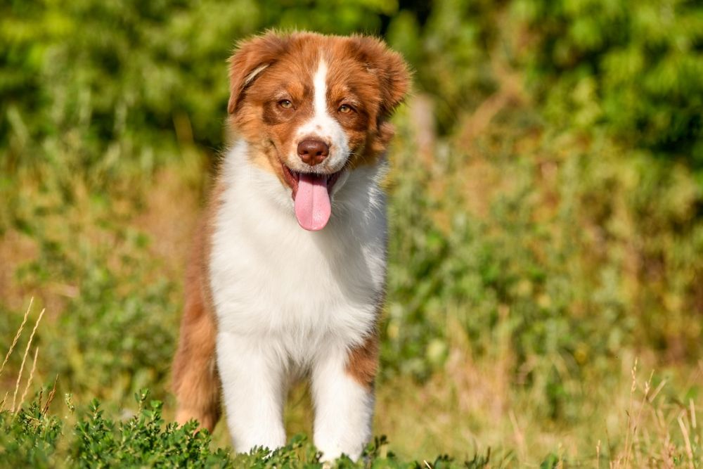 Цуценята Австралійської вівчарки (ауссі)