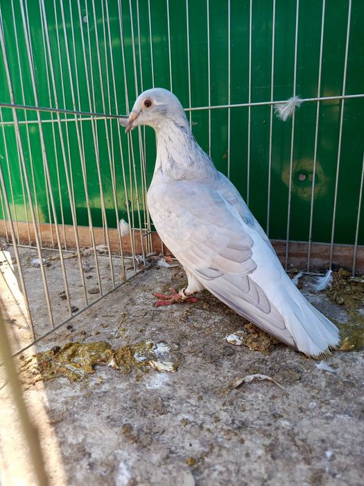 Pocztowe Reduced 1