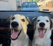 PIESKI do adopcji!