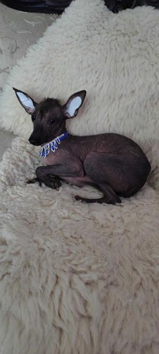 Nagi Pies Meksykański miniaturowy   Riki Xolo Badania DNA