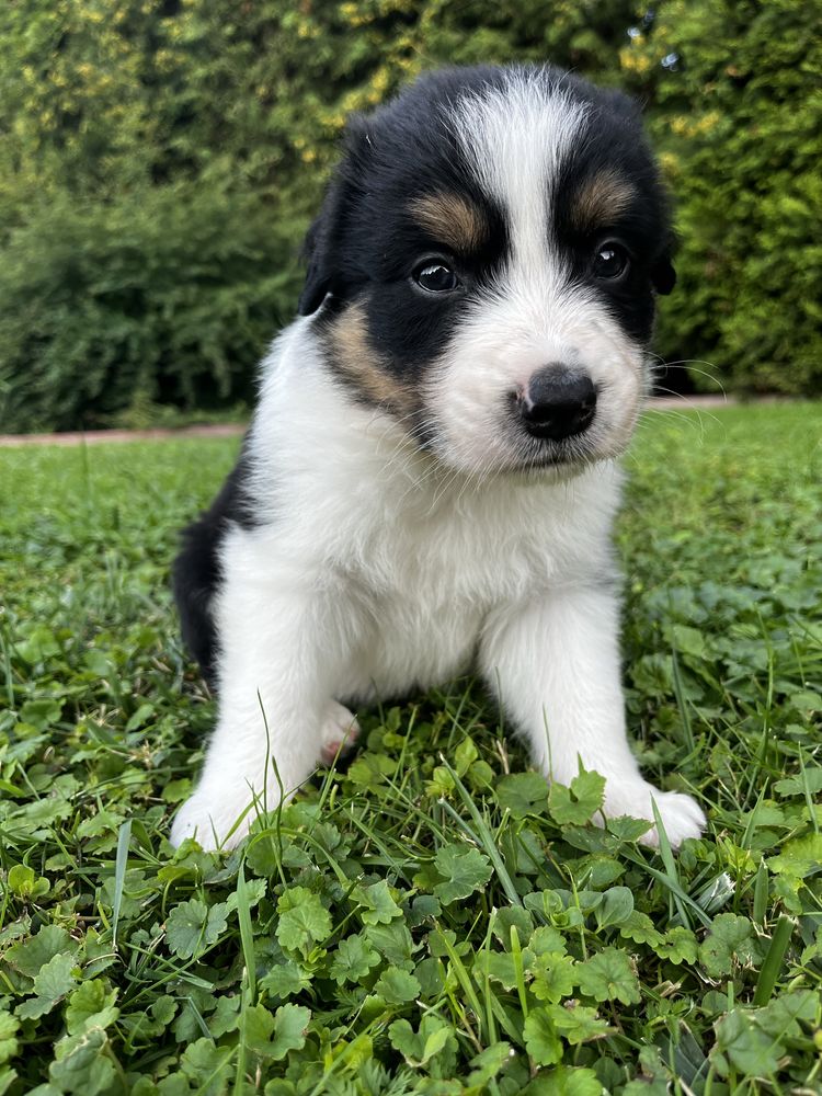 Piesek Border Collie Tricolor