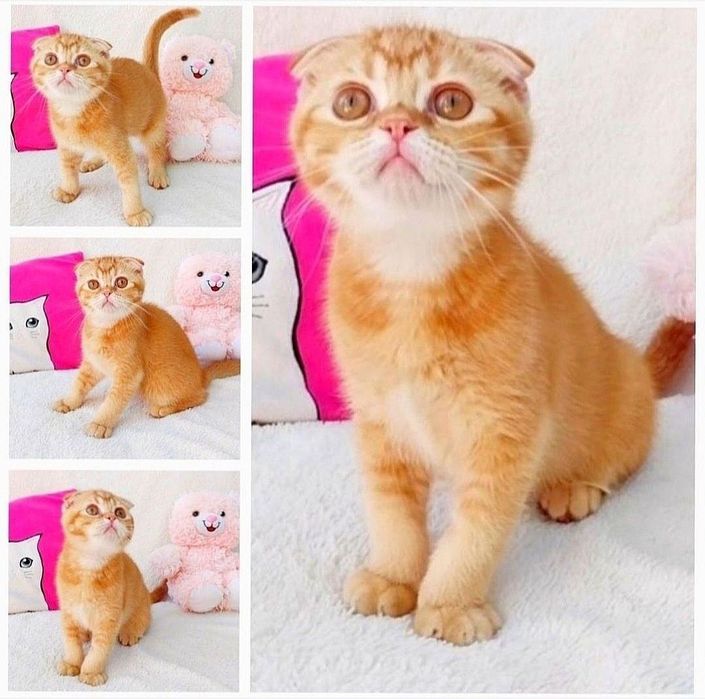 Чарівний хлопчик красунчик шотландик