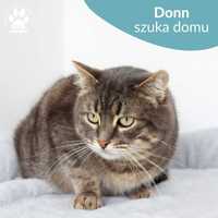 Srebrny kocurek do adopcji! Poznajcie Dona!