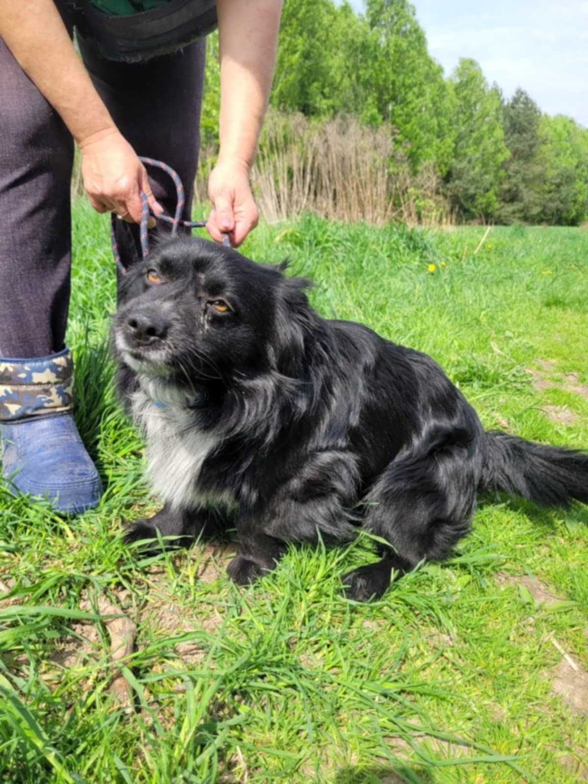 Mały, kochający człowieka KUBUŚ szuka domu !! Do adopcji !!