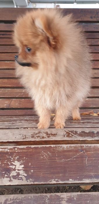 Шпіц мішутка хлопчик.