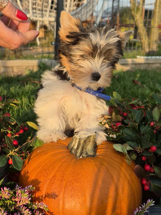 Piękny chłopiec Yorkshire terrier biewer