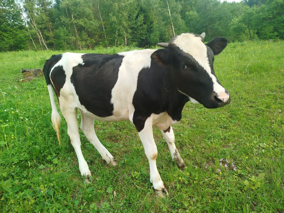 Продається теличка