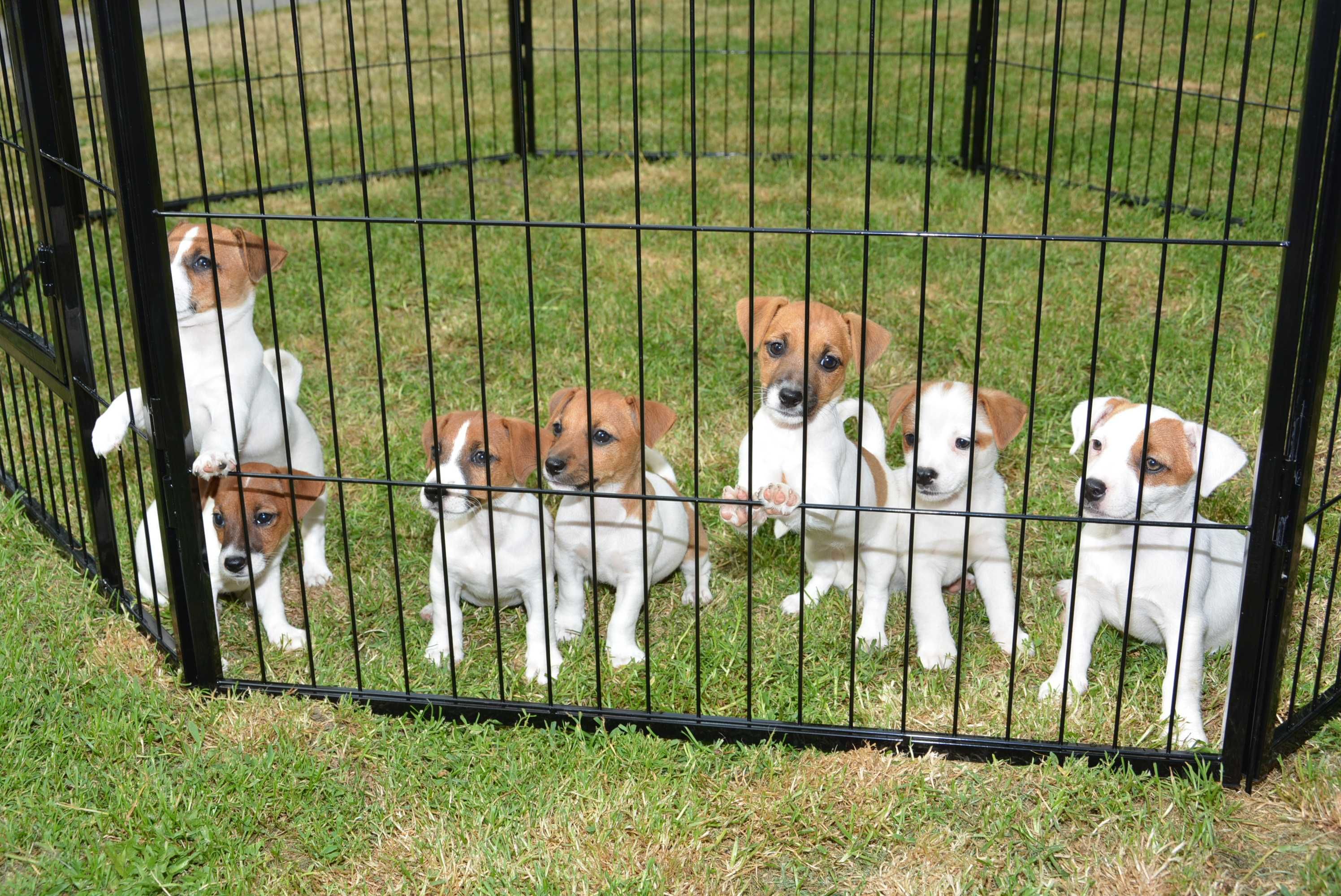 Jack Russell Terrier - piesek biało-rudy