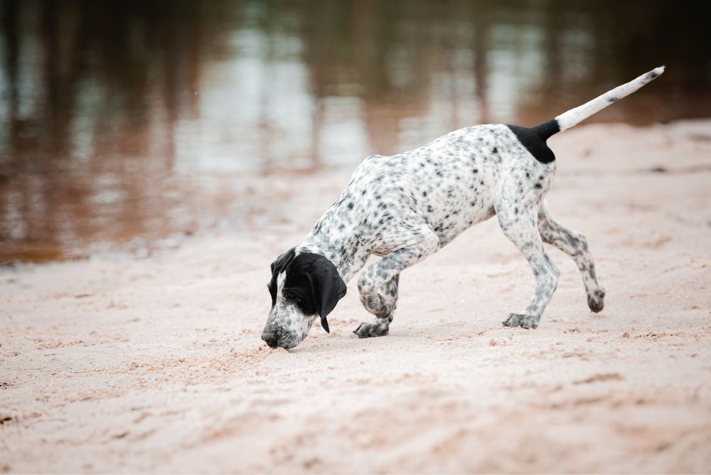 Wyżeł - wybitna suczka czeka na swojego człowieka | Wyżeł z Owernii |