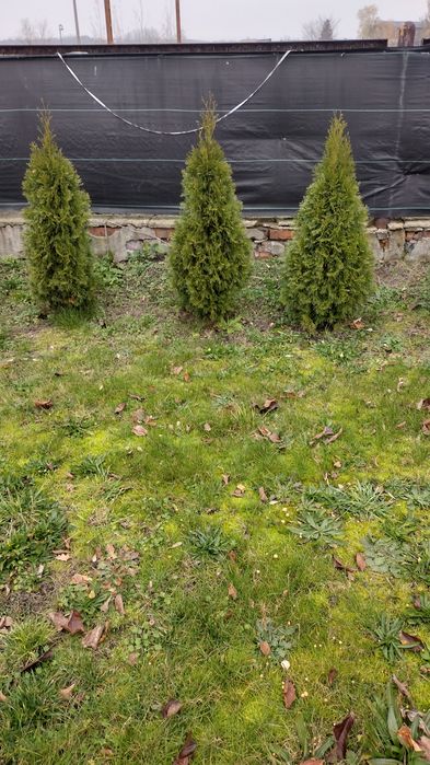 Sprzedam tuje  z ogródka