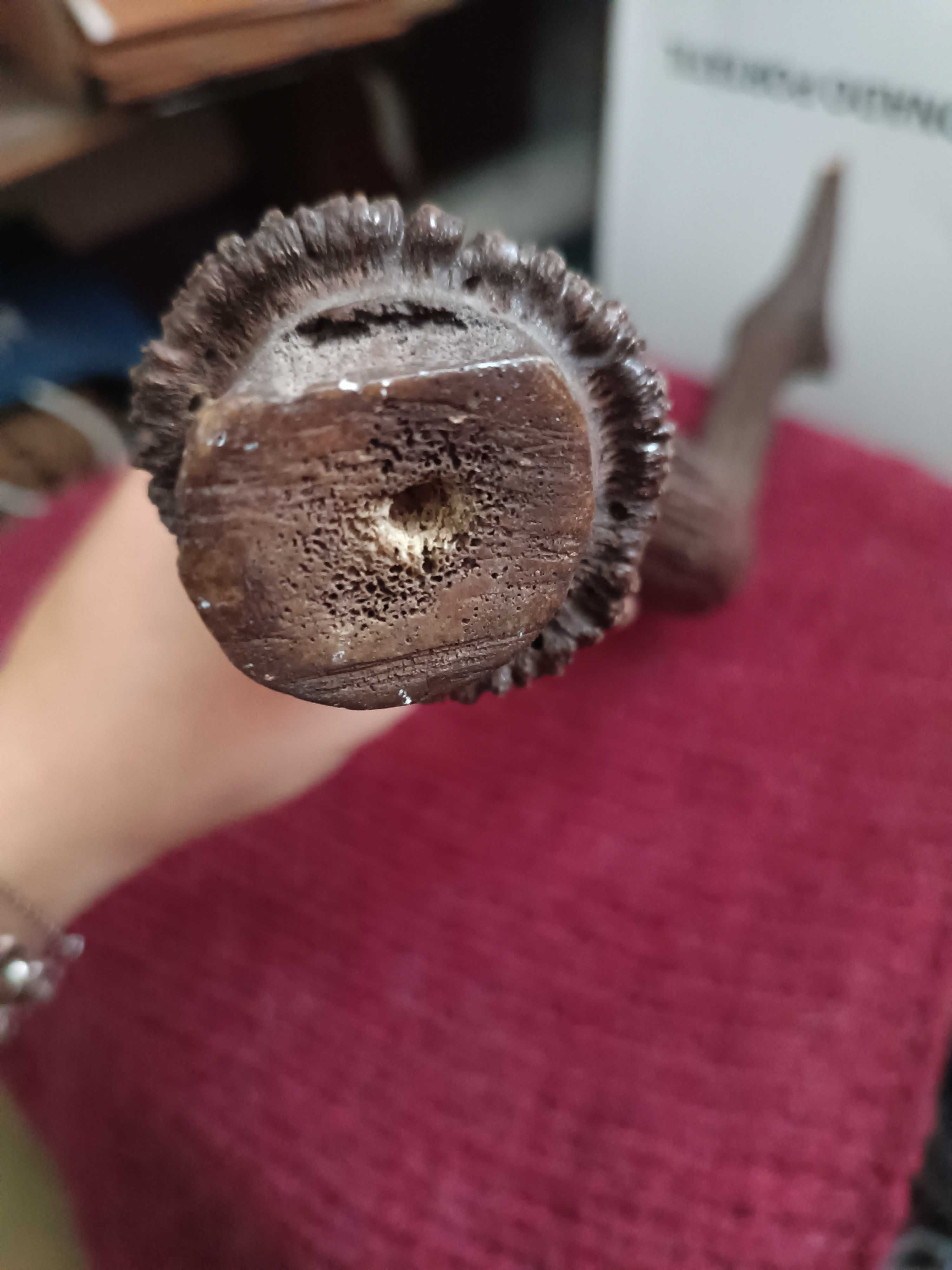 Corno de viado tratado