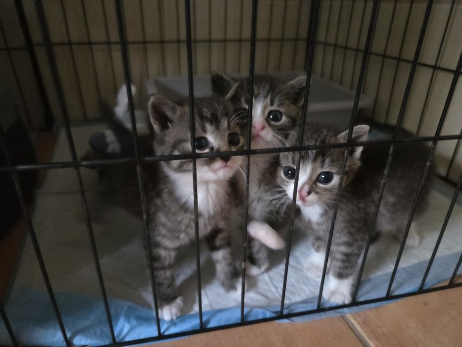 Kocięta do adopcji