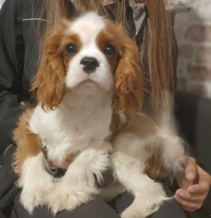CAVALIER KING Charles Spaniel