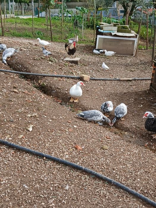 Vendo patos mudos para criação ou comsumo