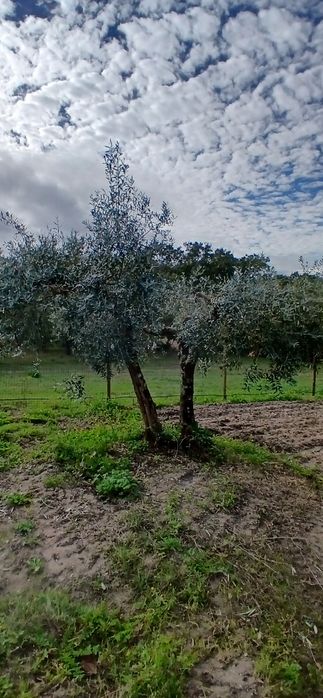 Vendo oliveiras centenárias