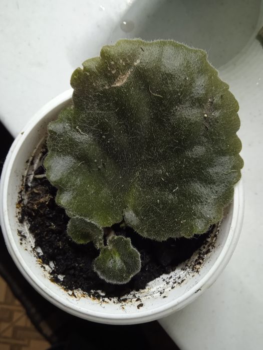 Фіалка фіолетова