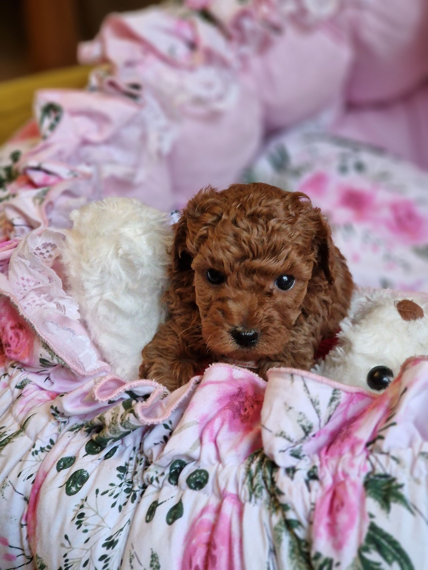 Śliczny chłopiec maltipoo  xxs