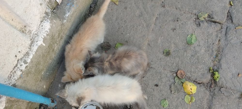 Кошеня в добрі руки